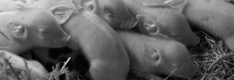 Gunda - Piglets, peace and producer Joaquin Phoenix