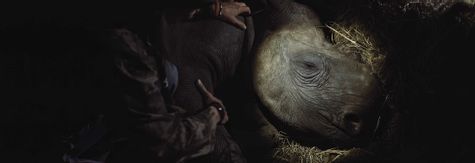 The Last Horns of Africa - The danger, the heartache and the importance of saving the Rhinos