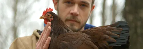 Chicken People - The pecking order in poultry breeding