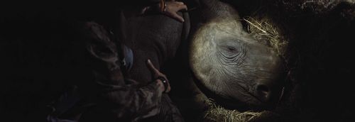 The Last Horns of Africa - The danger, the heartache and the importance of saving the Rhinos