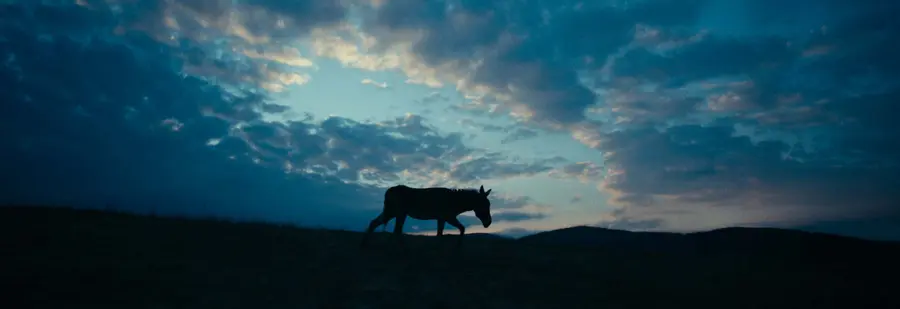 EO - Kindness and cruelty in the eyes of a donkey