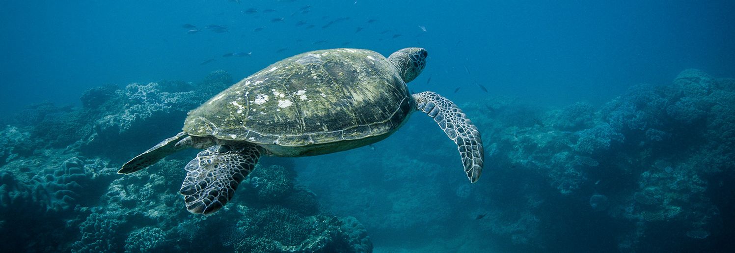Blue - A thought-provoking underwater journey