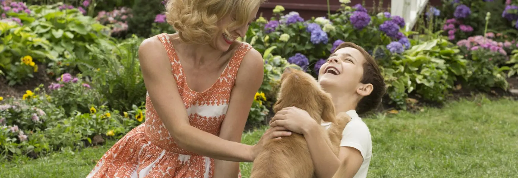 A Dog's Purpose - This film is a disservice to dogs