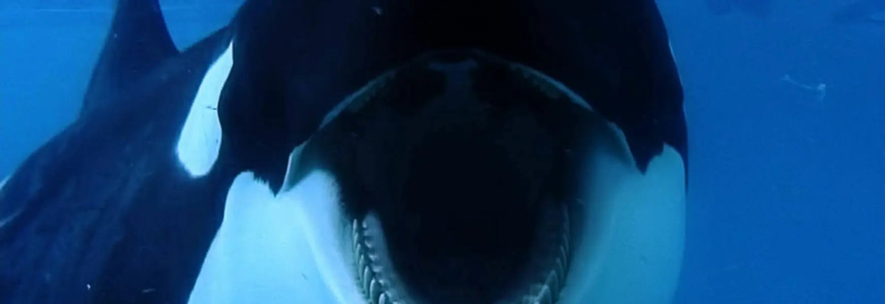 Blackfish - You'll never want to visit Seaworld again