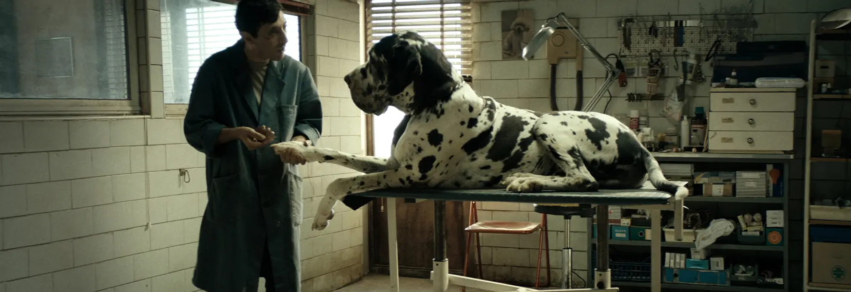 Dogman - Italian crime drama with a sardonic bite