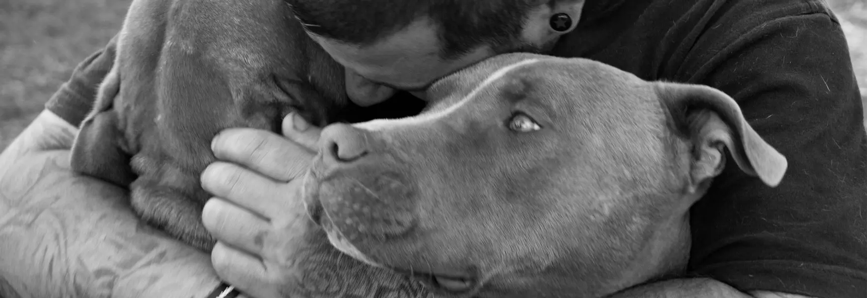 Dog's Best Friend - Good boys, great doco
