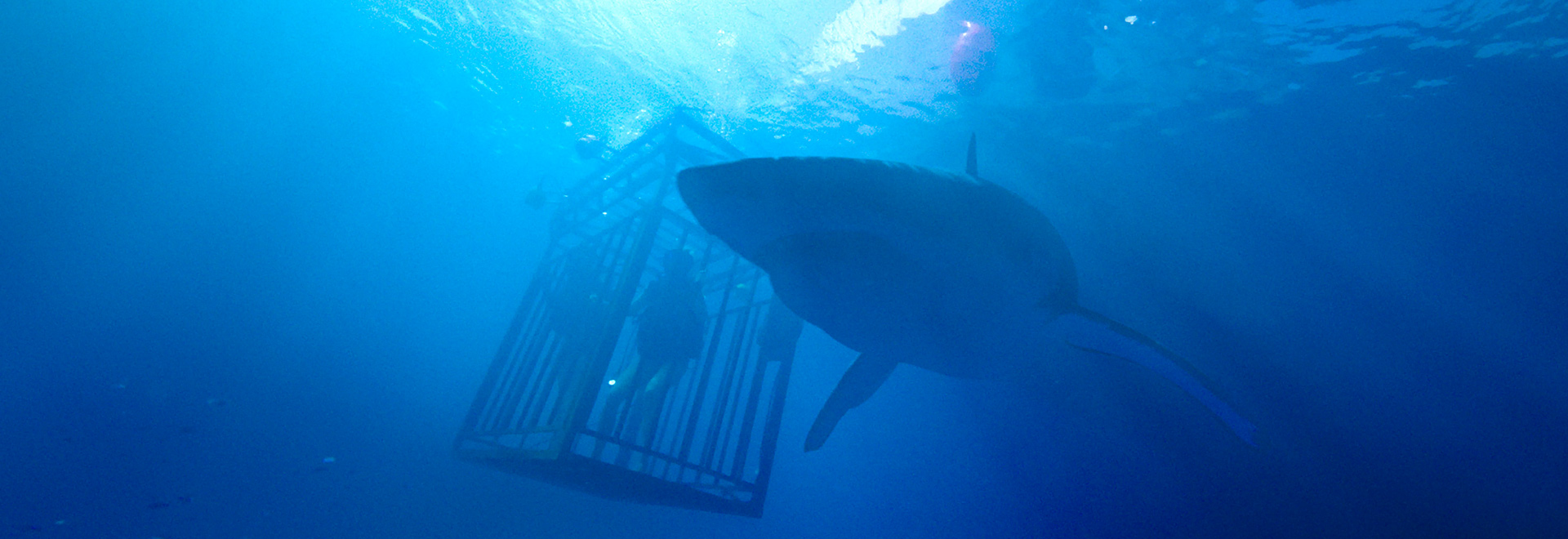 47 Metres Down - Escape from shark-infested waters