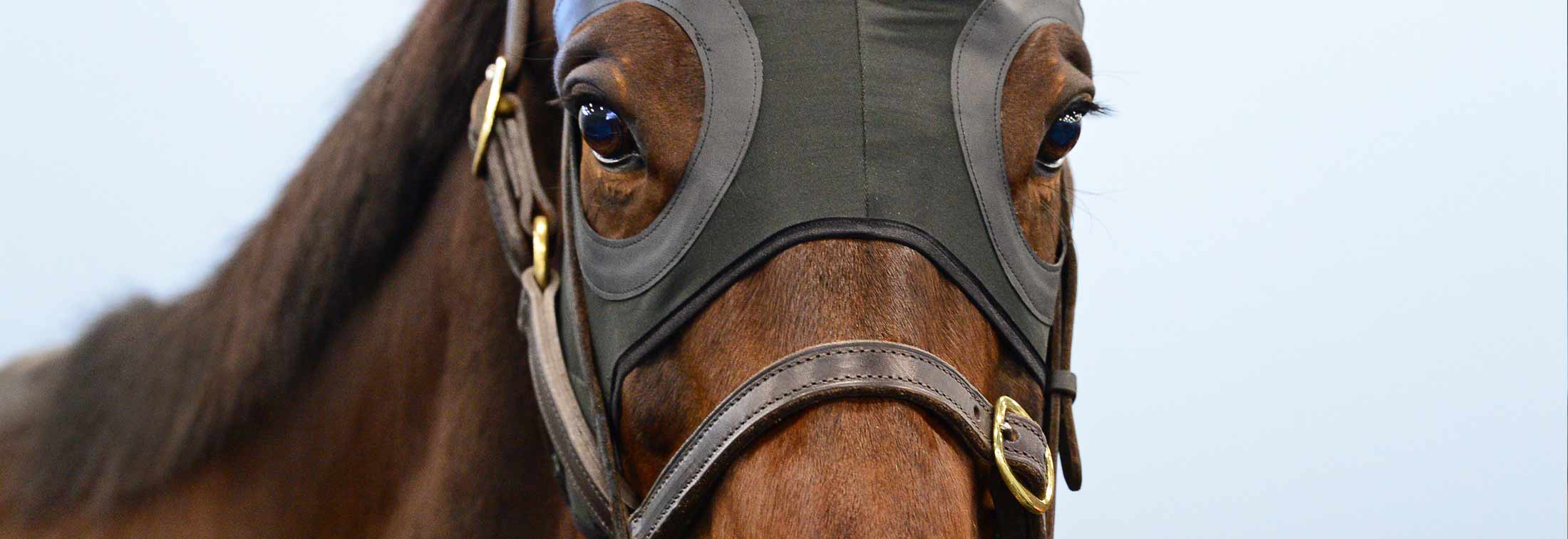 A Horse Named Winx - An Australian icon who transcended her sport
