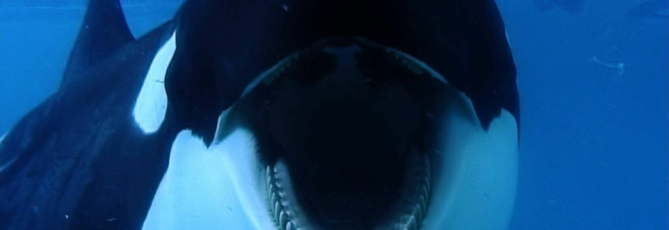 review, Blackfish, Blackfish, film, movie, latest movies, new movie, movie ratings, current movie reviews, latest films, recent movies, current movies, movie critics, new movie reviews, latest movie reviews, latest movies out, the latest movies, review film, latest cinema releases, Australian reviews, cinema, cinema reviews, Samantha Berg, Dave Duffus, Dean Gomersall, Gabriela Cowperthwaite