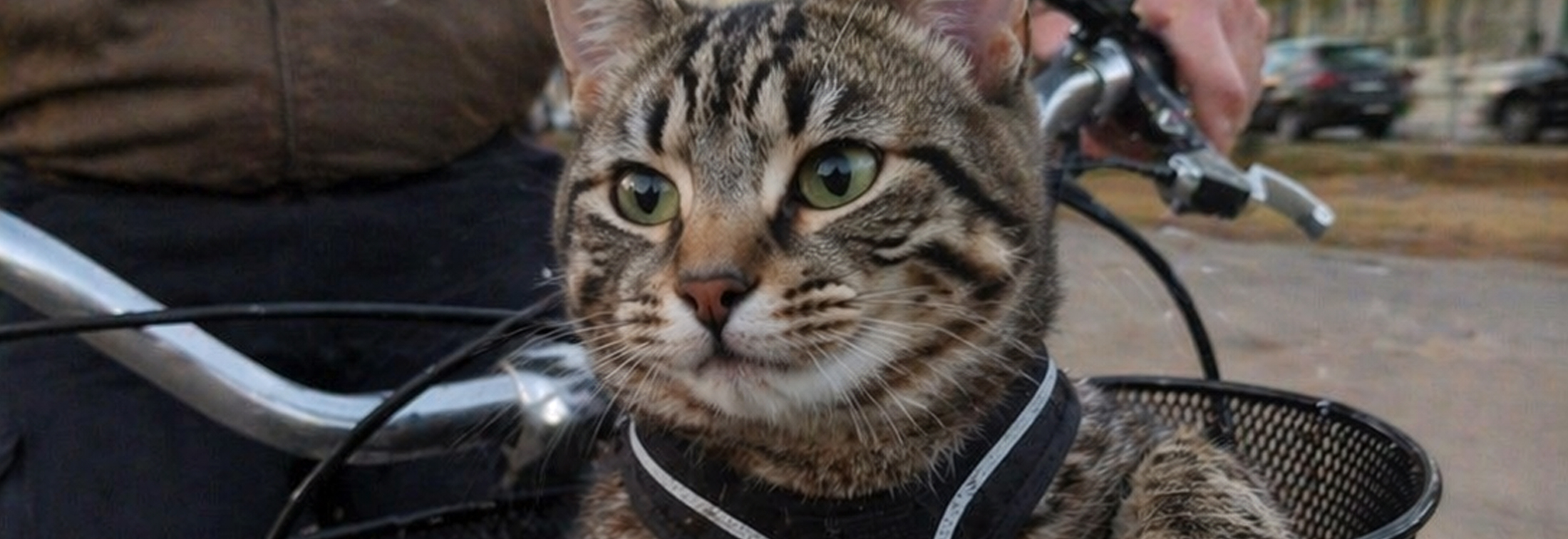 CatVideoFest 2026 - You'll laugh, you'll cry, you'll help our furry friends