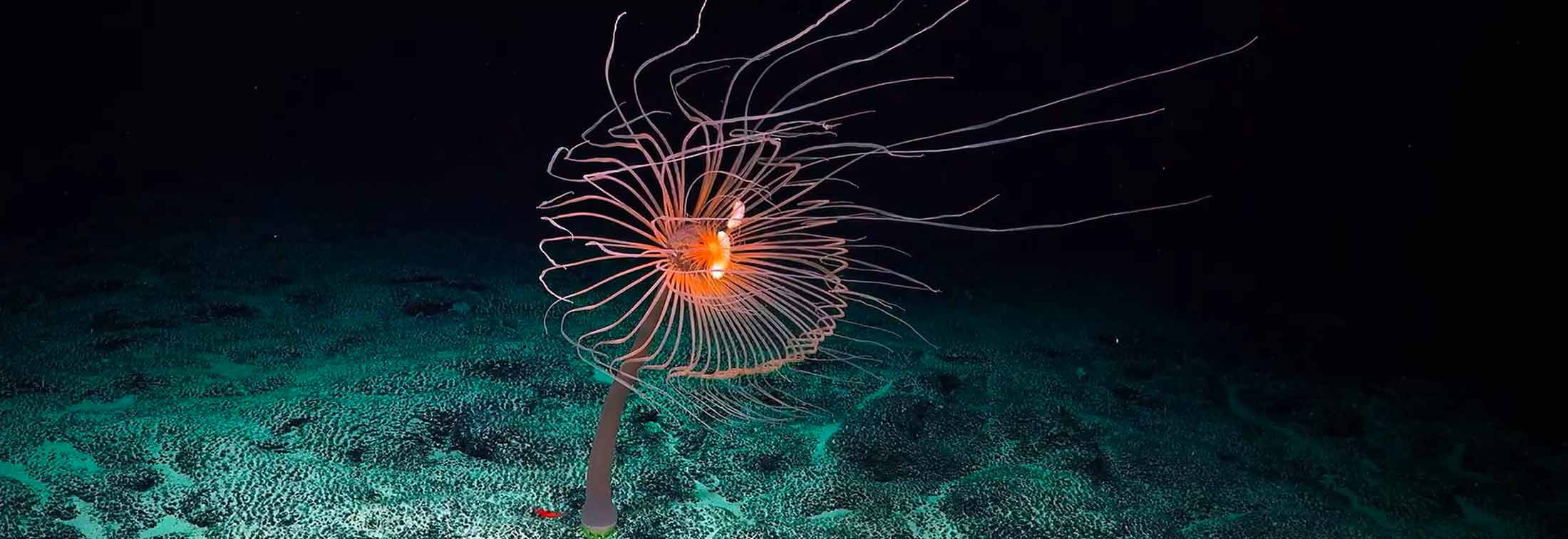 Deep Rising - The battle for our batteries is happening below the ocean's surface
