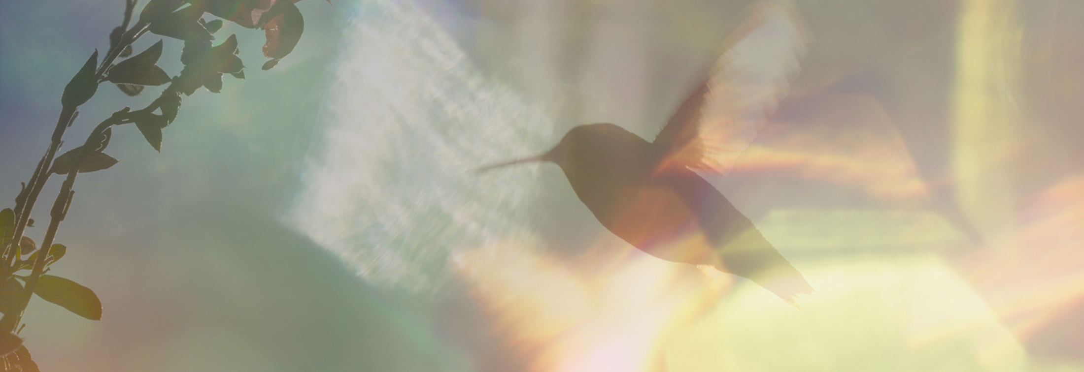 Every Little Thing - Sally Aitken is as free as a bird