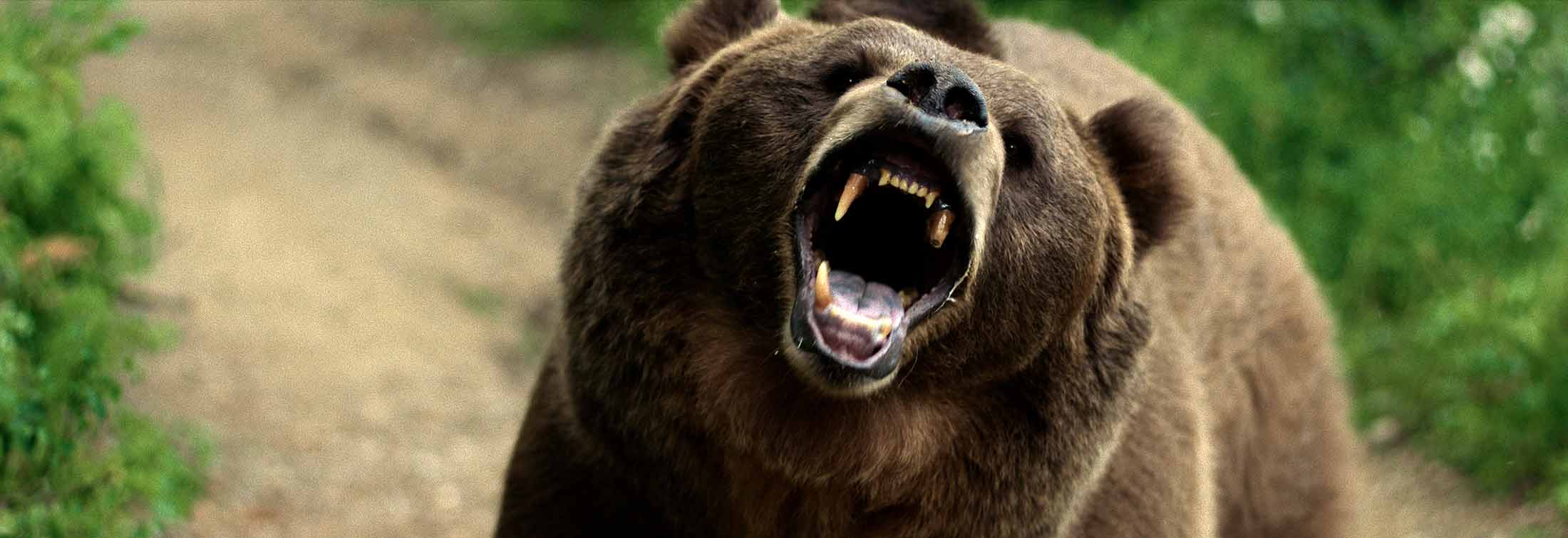 Grizzly Night - Two attacks, one night