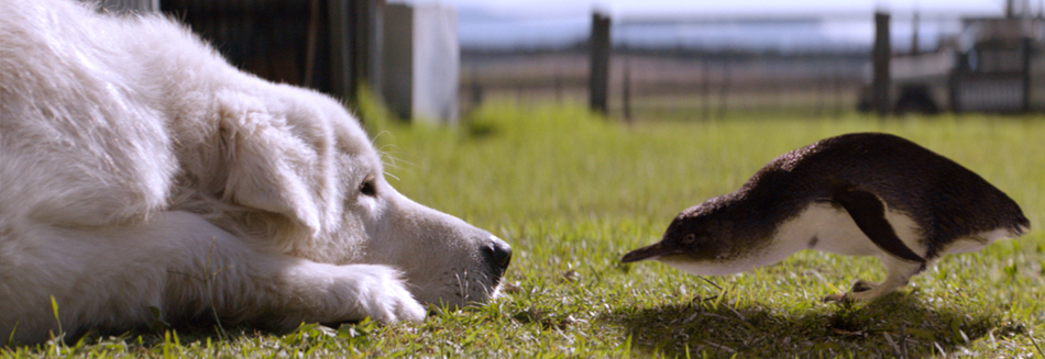 Oddball - Cute animals and hijinks aplenty