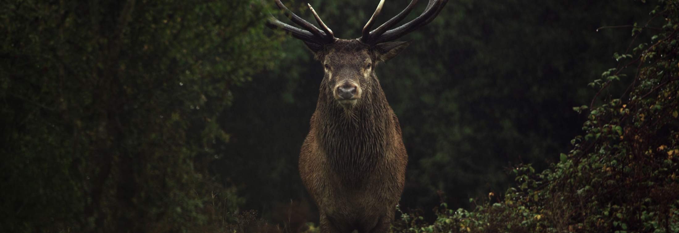 Wilding - A documentary about letting nature take over